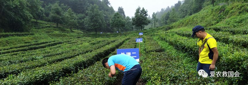 花*功香**夫红茶研究（二）