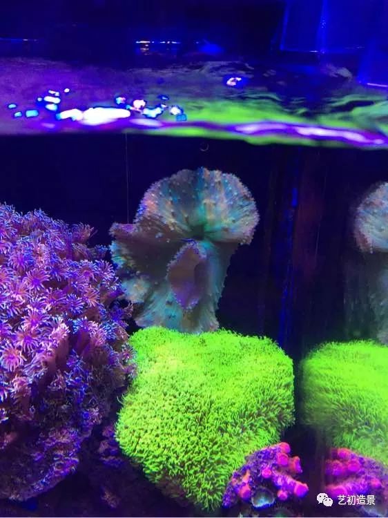 海缸方缸最合适的尺寸,超大海缸开缸教程新手入门