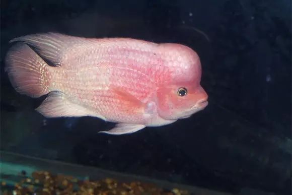 闆岄泟楸肩殑姝ｇ‘閰嶅鏂规硶,绉嶉奔濡備綍閰嶅