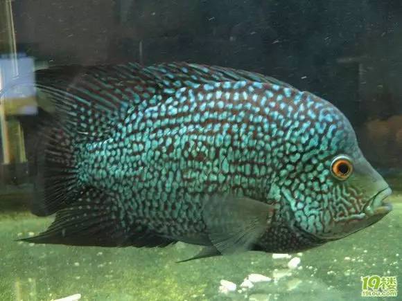 闆岄泟楸肩殑姝ｇ‘閰嶅鏂规硶,绉嶉奔濡備綍閰嶅