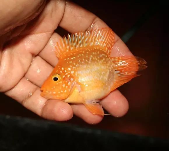 闆岄泟楸肩殑姝ｇ‘閰嶅鏂规硶,绉嶉奔濡備綍閰嶅