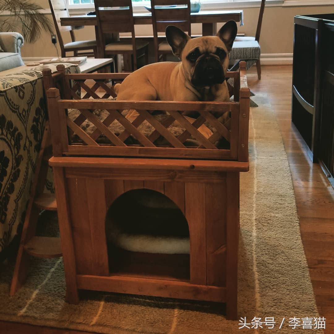 猫咪真的很喜欢欺负狗狗，就连汪星人舒适的小窝也要强行霸占