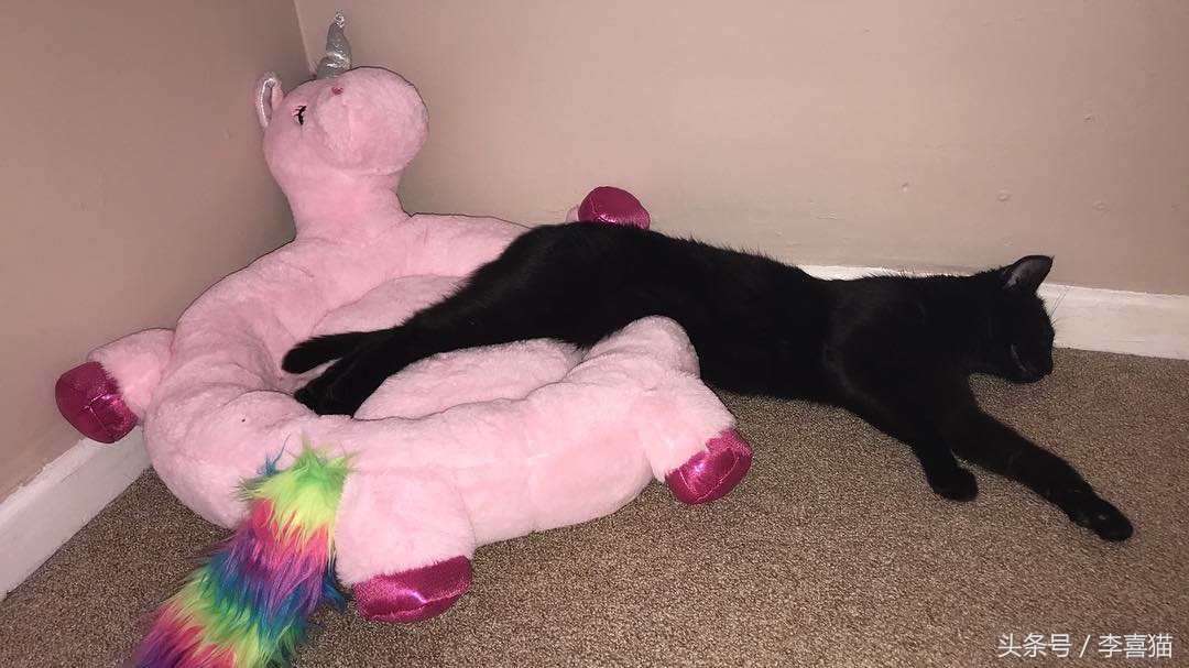 猫咪真的很喜欢欺负狗狗，就连汪星人舒适的小窝也要强行霸占