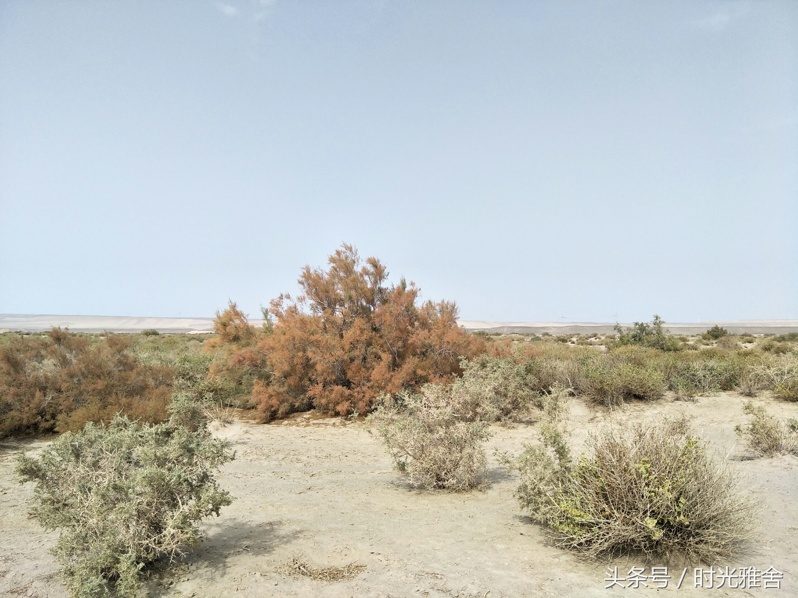 去看胡杨林,想去沙漠里看胡杨林