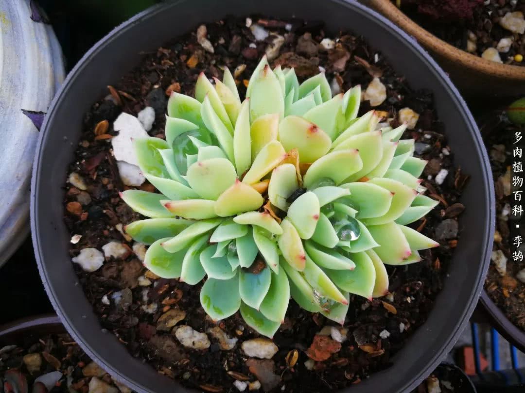10种养不死的多肉新手的首选,露养多肉的100种方法