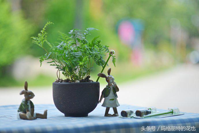 花园蚊虫多怎么解决,花园蚊子多怎么处理