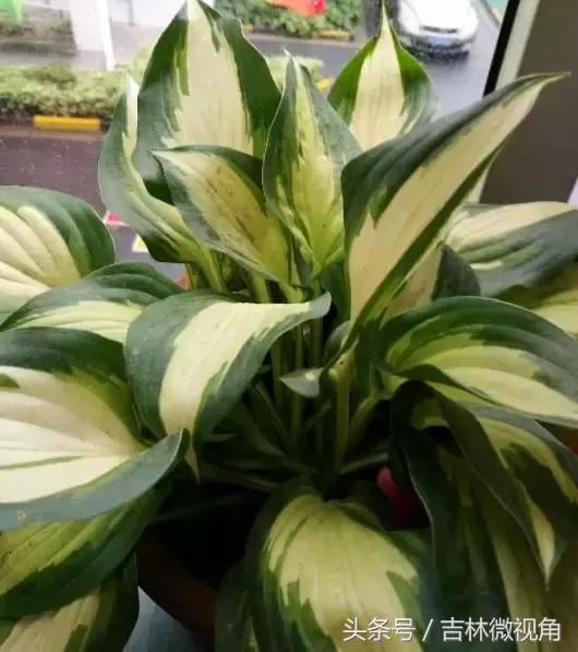 比绿萝吸甲醛更好的植物,最吸甲醛的绿植绿萝