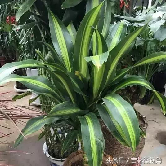 比绿萝吸甲醛更好的植物,最吸甲醛的绿植绿萝