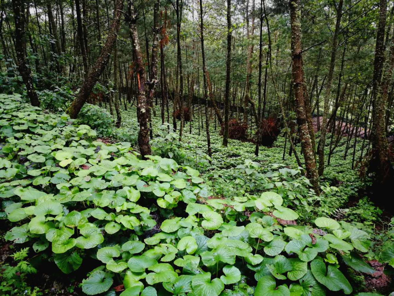 最能吃山葵的人,山葵料理正确吃法