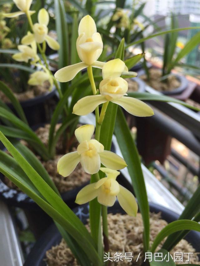 兰花得了拉丝病怎么办？10年老兰友说，两个动作，照样开花香十里