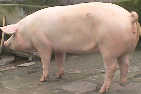 母猪不孕的原因有哪些,母猪屡配不孕的原因及解决方案