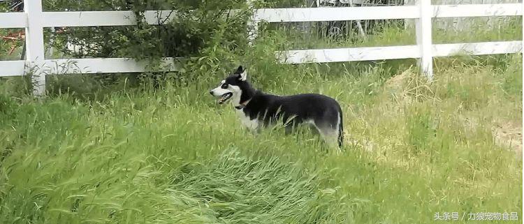 遛狗不牵绳那就别遛狗,铲屎官遛狗牵绳