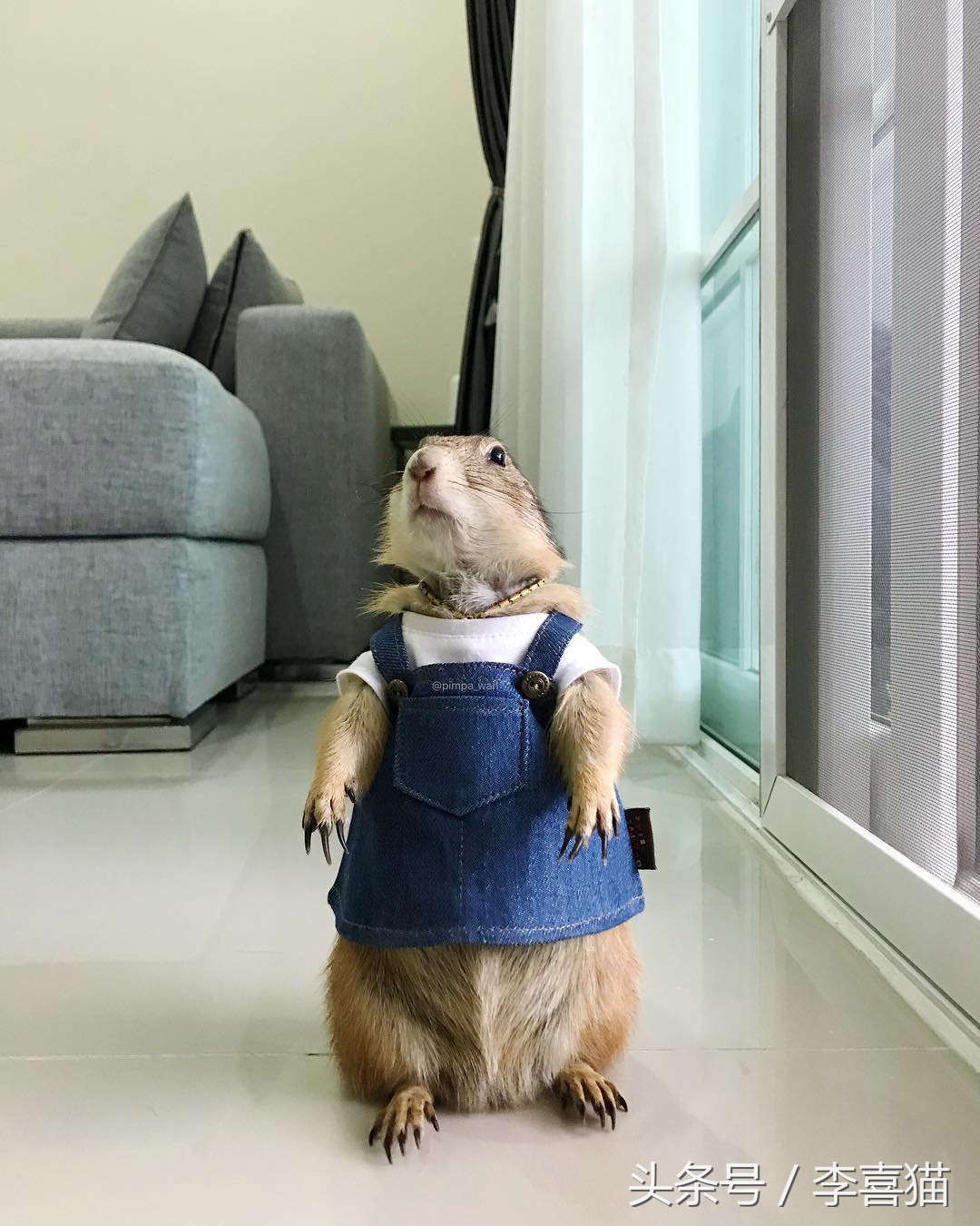 黏人的土拨鼠,黏人可爱会撒娇的动物