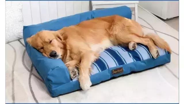 c罗梅西是怎么教育儿子的,c罗和梅西的狗