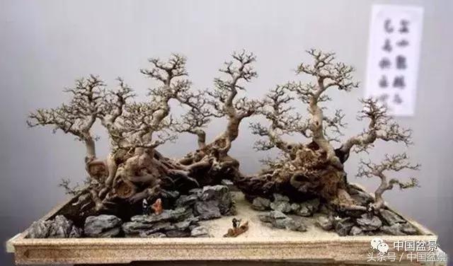 榕树盆景欣赏,欣赏盆景的感受句子