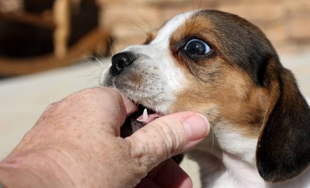 狂犬病致死率100%，这些救命知识一定要早知道！