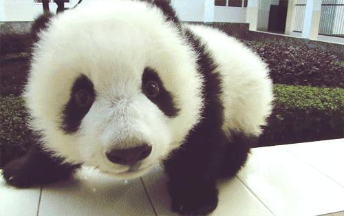 世界上最高龄大熊猫,大熊猫战兽