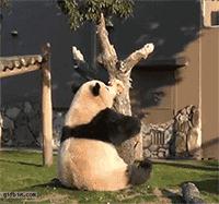 世界上最高龄大熊猫,大熊猫战兽