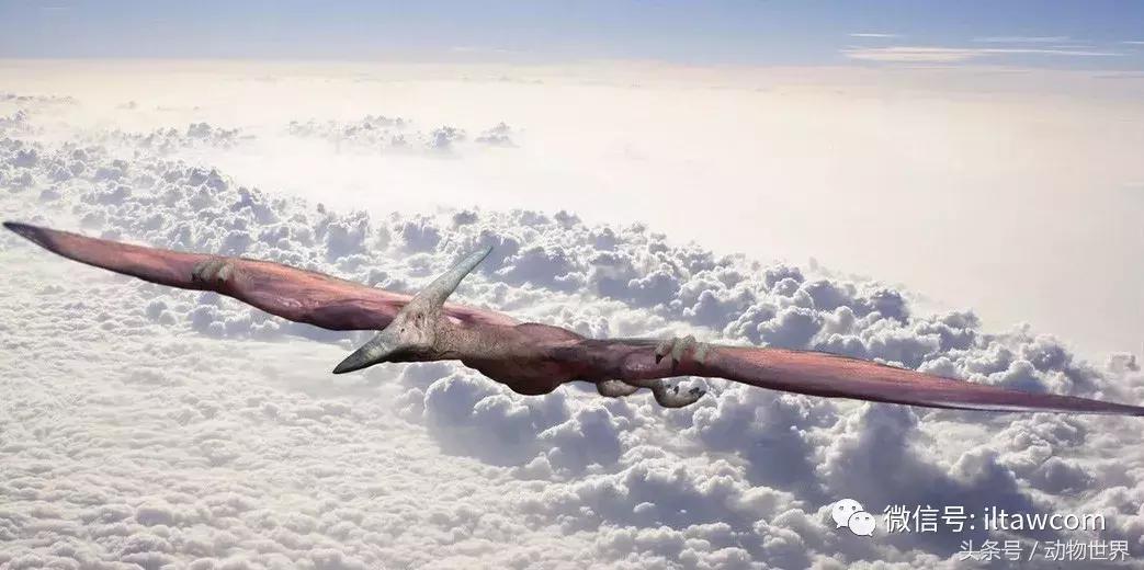 方舟无齿翼龙驯服教程,无齿翼龙有翅膀吗