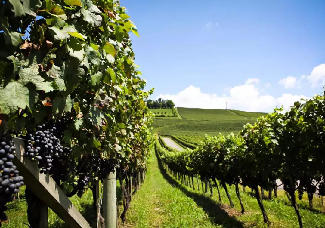 除了足球还有什么球,巴西vs韩国内马尔跳桑巴舞