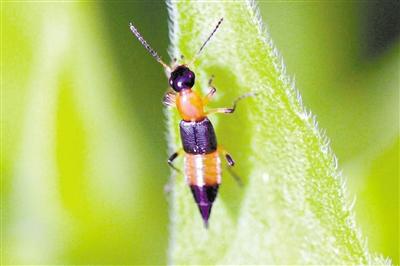 隐翅虫咬人症状图片,隐翅虫咬人症状最初图片