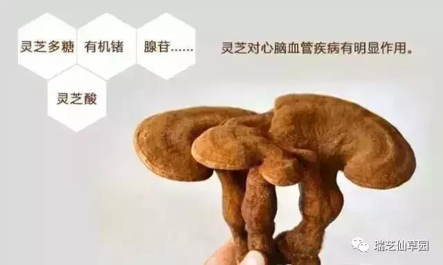 为什么灵芝能起死回生,灵芝对人体哪些系统有效