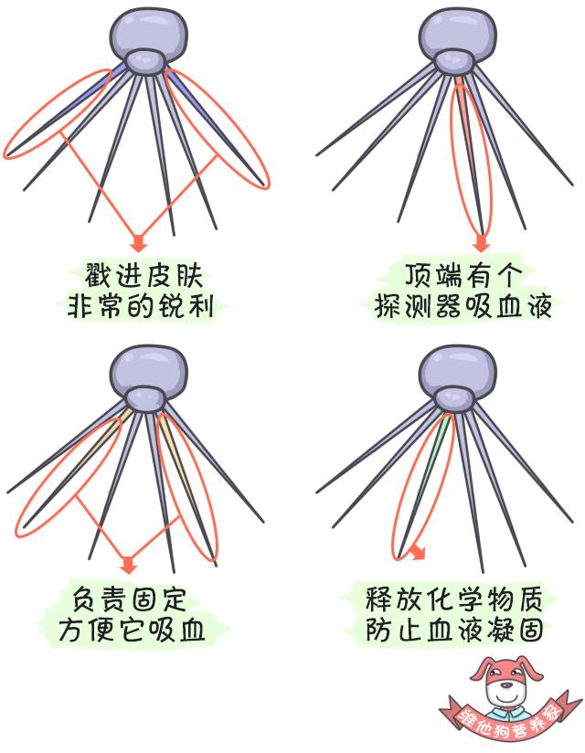 鍚歌铓婂瓙婕敾,鍏充簬铓婂瓙婕敾