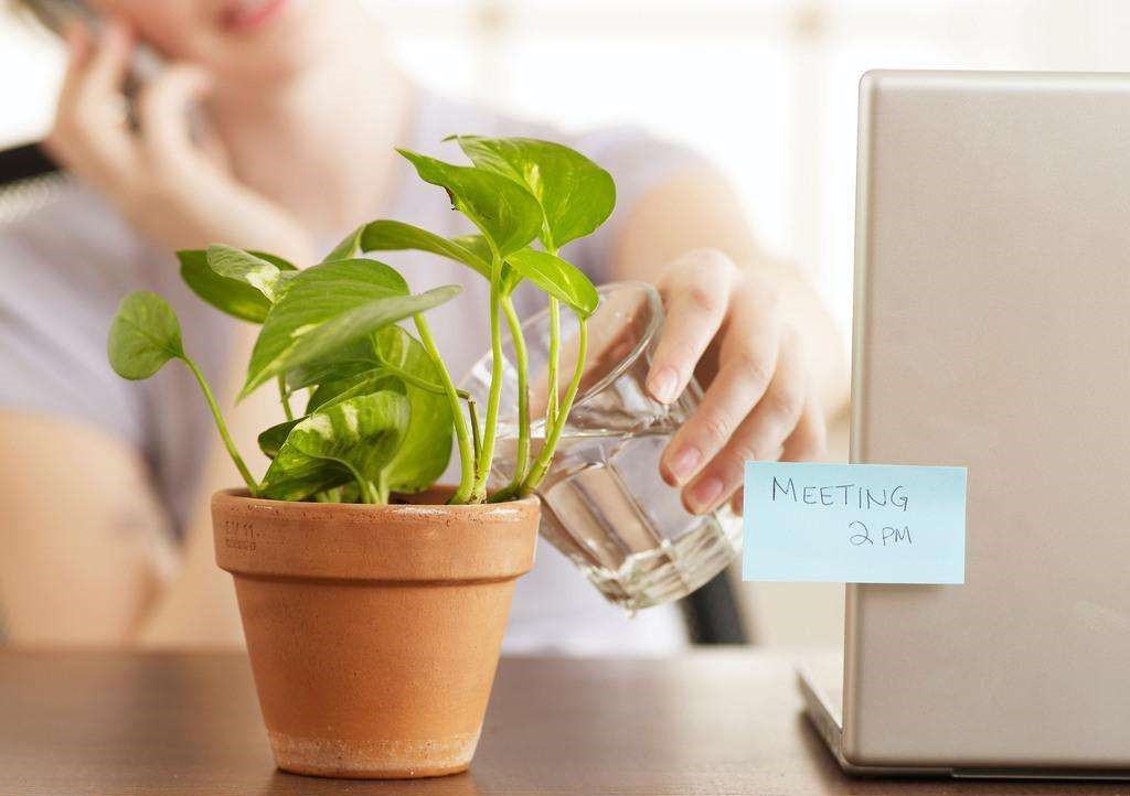 盆栽多久浇一次水才能好,盆栽果树泥土不干是什么原因