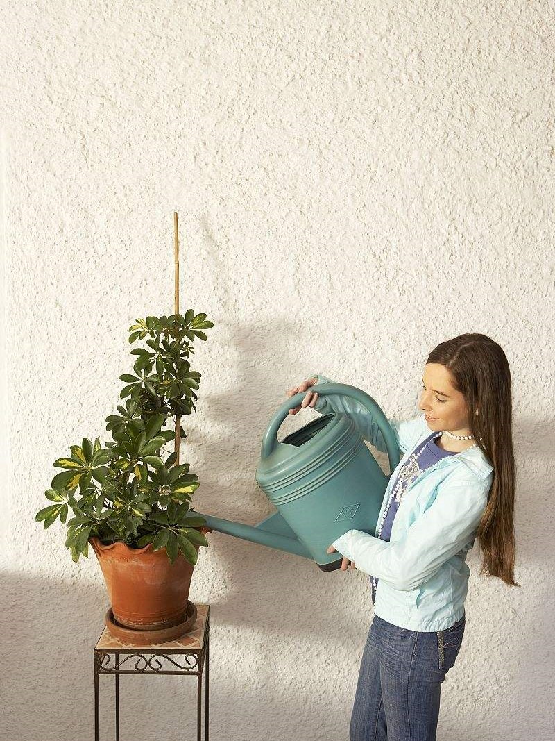 盆栽多久浇一次水才能好,盆栽果树泥土不干是什么原因