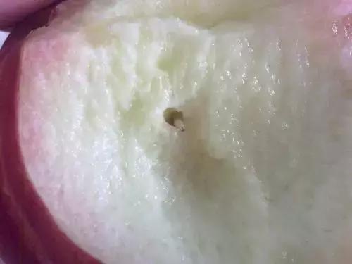 桃子里红色的小虫子是什么,桃子里的白色小虫是什么虫子