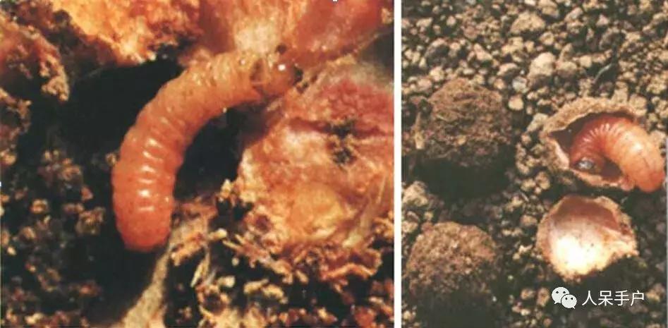 桃子里红色的小虫子是什么,桃子里的白色小虫是什么虫子