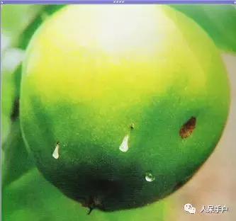 桃子里红色的小虫子是什么,桃子里的白色小虫是什么虫子