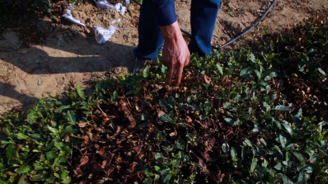 崂山绿茶是什么茶类型的茶,崂山绿茶和野生茶有什么区别