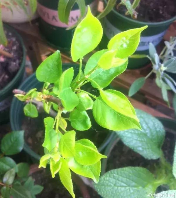 水果核丢花盆发芽了,水果籽呛到肺里去发芽了