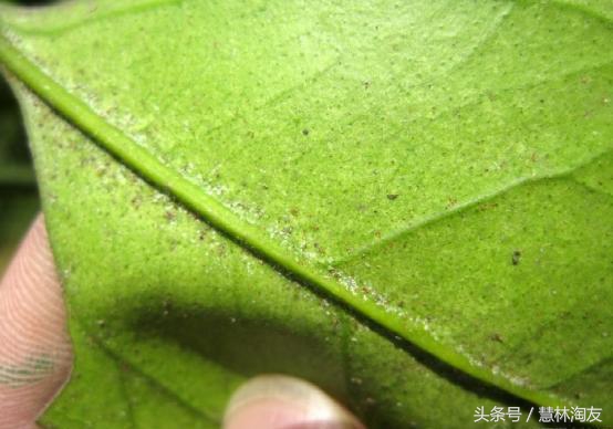 茉莉红蜘蛛用什么药最有效,茉莉生红蜘蛛用什么方法