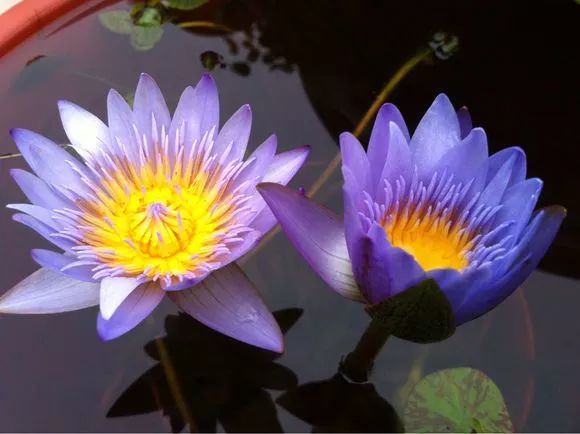 什么花可以在水里养,什么花能在水里养