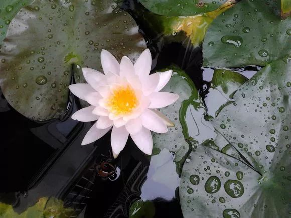 什么花可以在水里养,什么花能在水里养