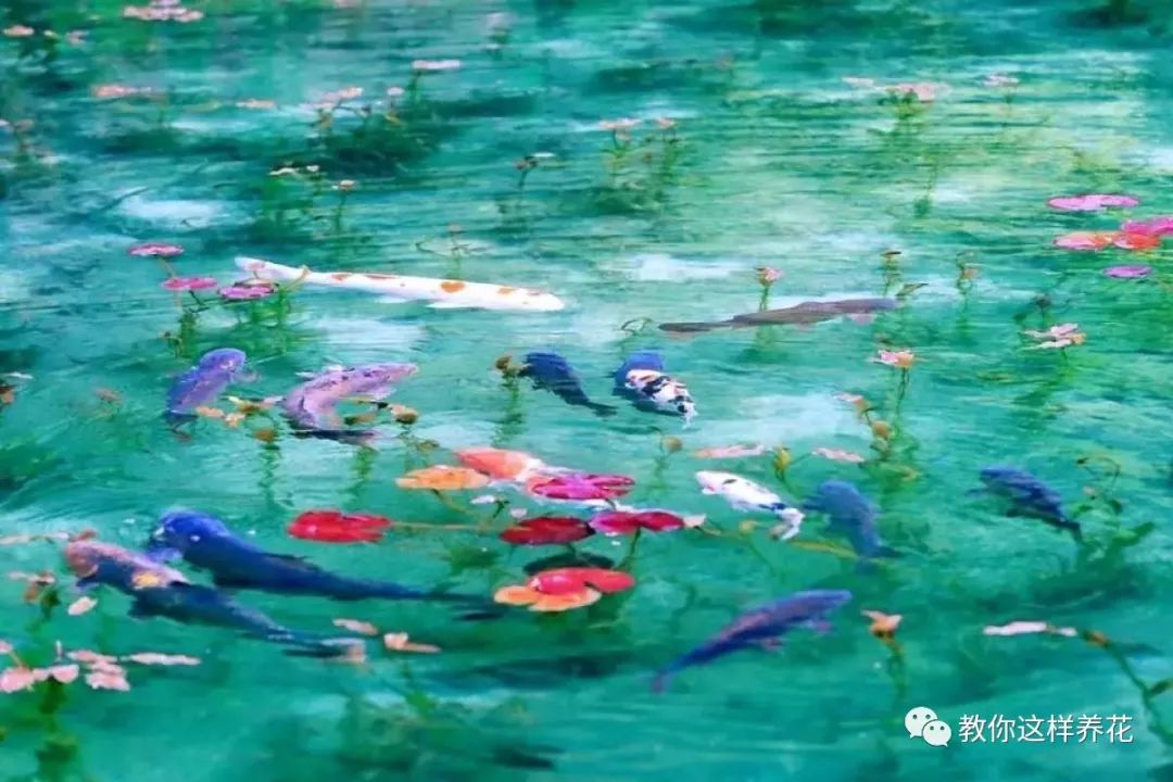 什么花可以在水里养,什么花能在水里养