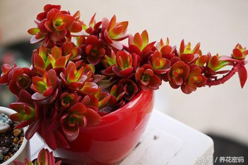 还在羡慕别人家的火祭那么红，这样做你的也可以