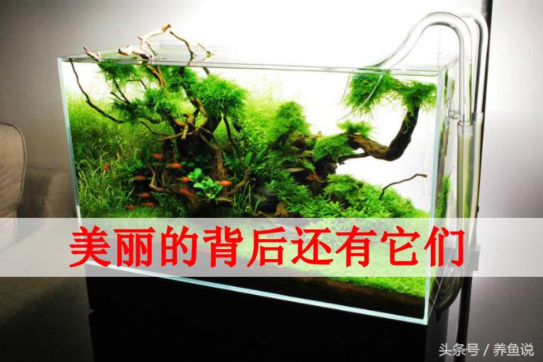 免清洗鱼缸是真的吗,免换水真草生态鱼缸