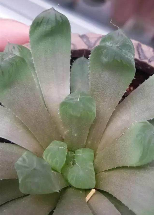 红稚莲多肉里面有虫怎么办,多肉植物的七种病虫害