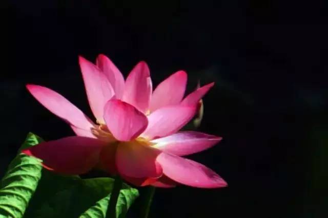 上海有哪些公园可以赏花,上海现在有哪些公园可观赏到荷花