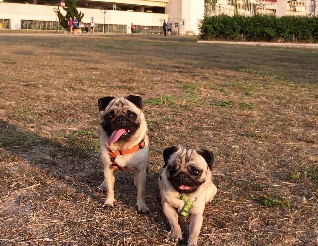 巴哥犬驱虫的用量,巴哥犬的配对方法