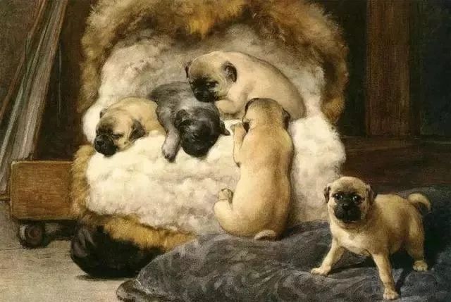 巴哥犬驱虫的用量,巴哥犬的配对方法