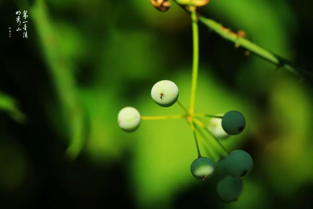 「栖霞山·植物百科」菝葜：开从绿条上，散逐香风远