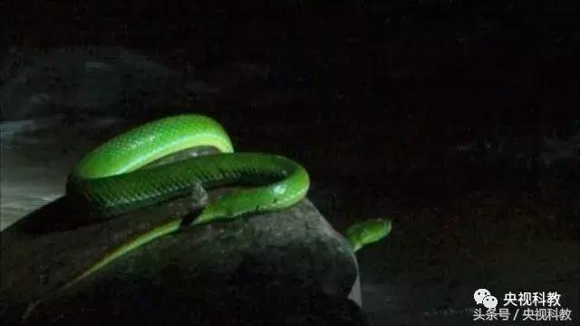 地理中国｜发出奇异叫声的“石蹦”究竟是什么生物？