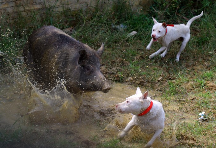 这种犬号称世界第三猎犬,为何不是世界第二猎犬呢