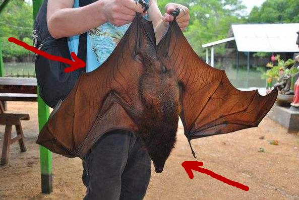 奇食之旅：台湾原住民“飞鼠肉”，肠子最好吃，张惠妹可能也吃过