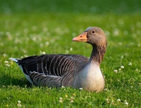 农村小本养殖创业项目大全,项目致富