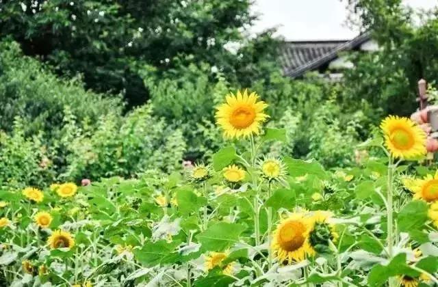 浙江一片夏季花海，带你在炎炎夏日赏花、美拍尽享自然清凉~